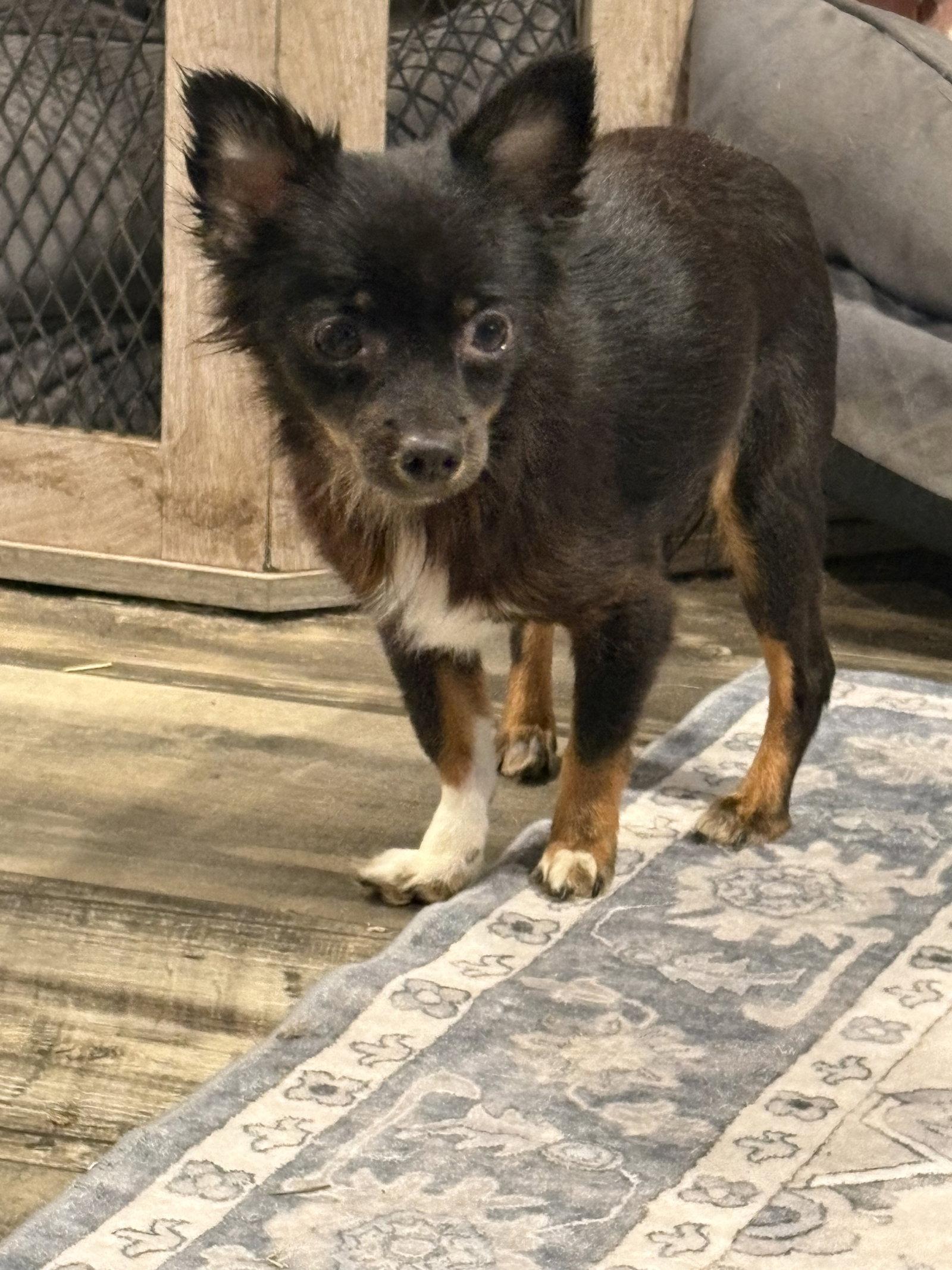 Enlarge Jesse, a Adoptable Chihuahua in Mount Pleasant, SC image 2/2
