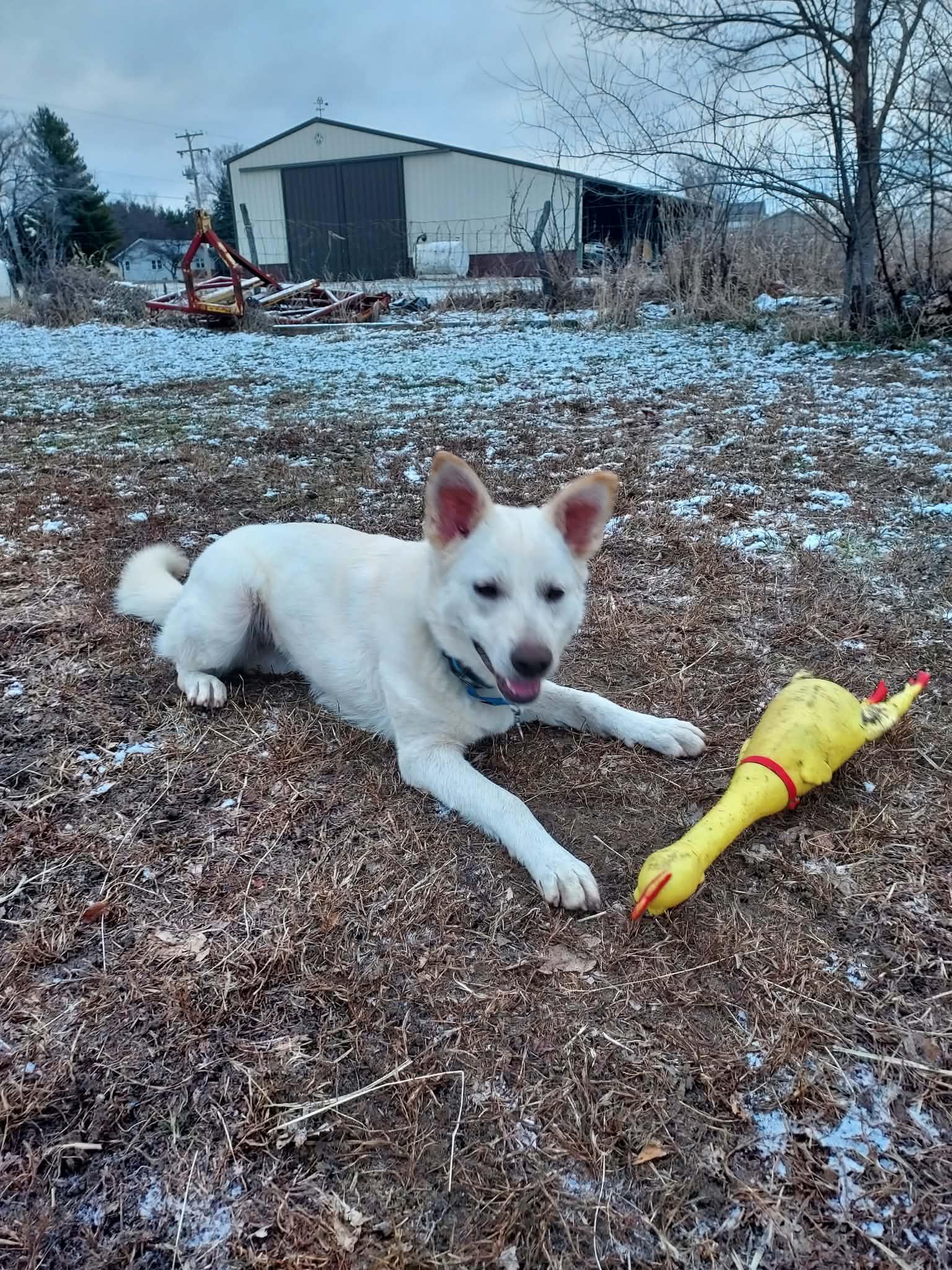 Enlarge Masala, a Adoptable White German Shepherd in Londonderry, NH image 1/3