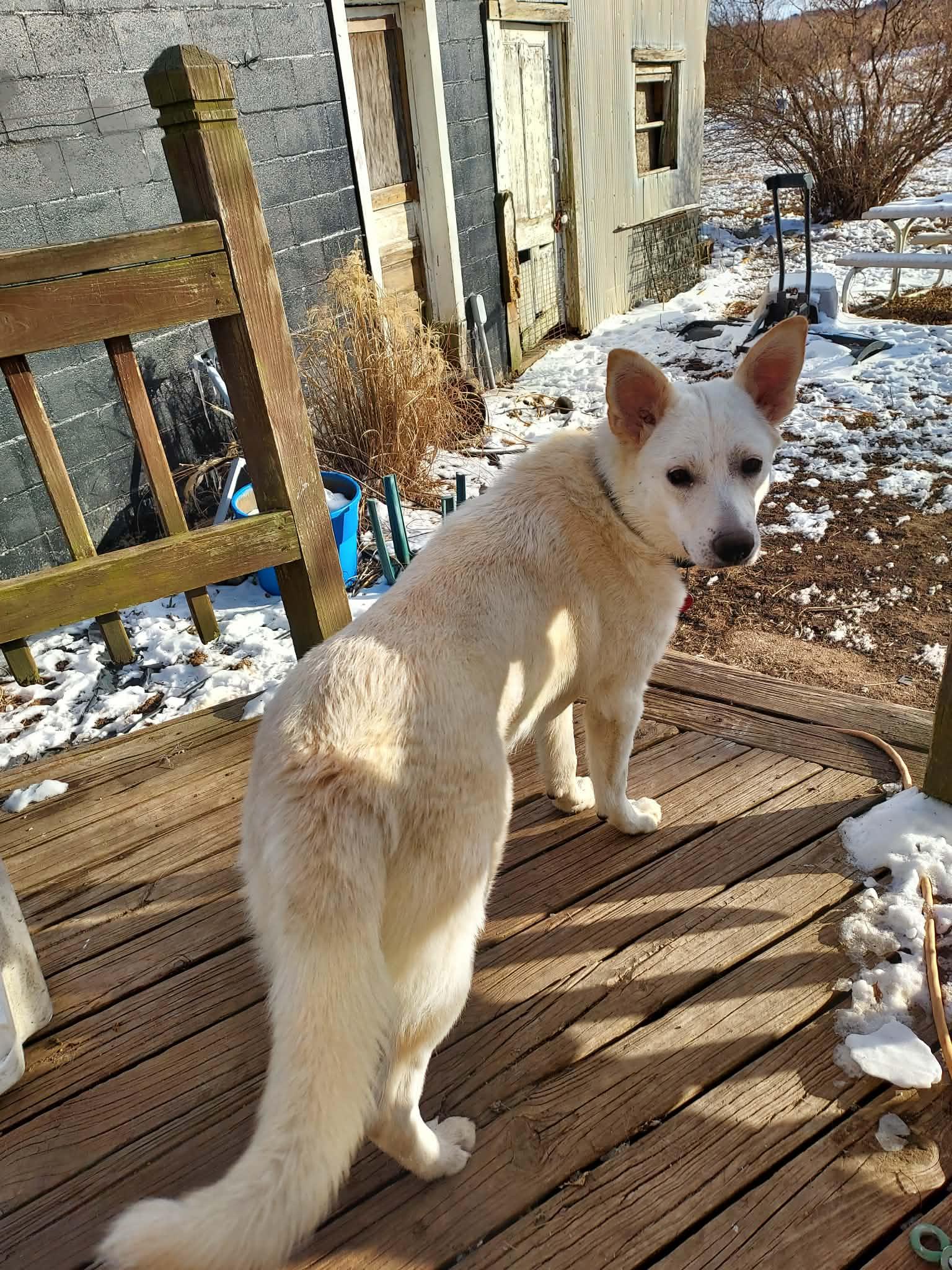 Enlarge Masala, a Adoptable White German Shepherd in Londonderry, NH image 3/3