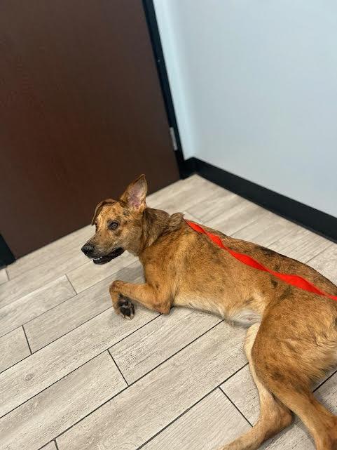 Susie, adoptable, Adult Female Catahoula Leopard Dog & Hound.