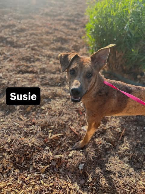 Susie, an adoptable mixed breed in Hemet, CA image 2/6