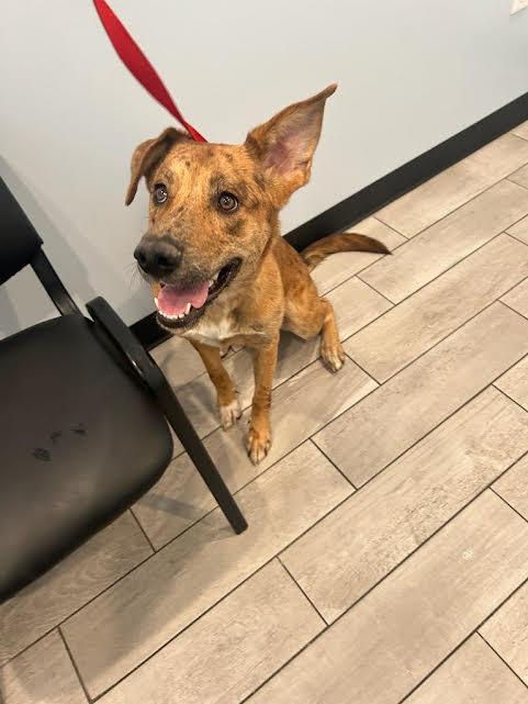 Susie, an adoptable mixed breed in Hemet, CA image 3/6