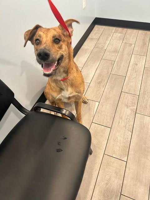 Susie, an adoptable mixed breed in Hemet, CA image 4/6