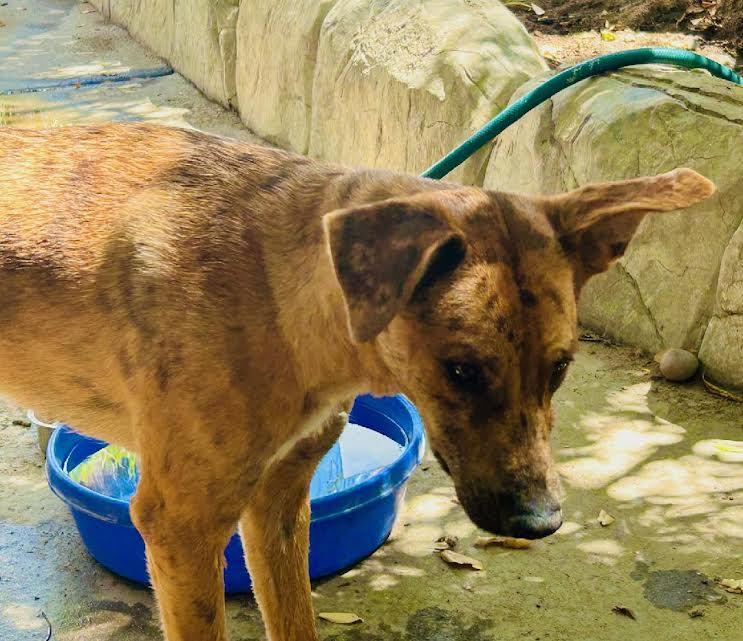Susie, an adoptable mixed breed in Hemet, CA image 6/6