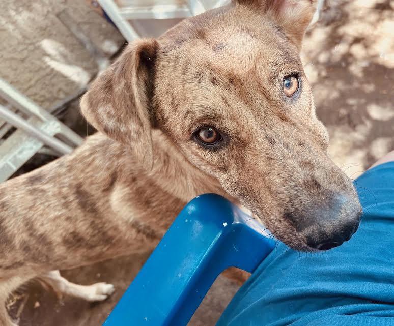 Susie, an adoptable mixed breed in Hemet, CA image 5/6