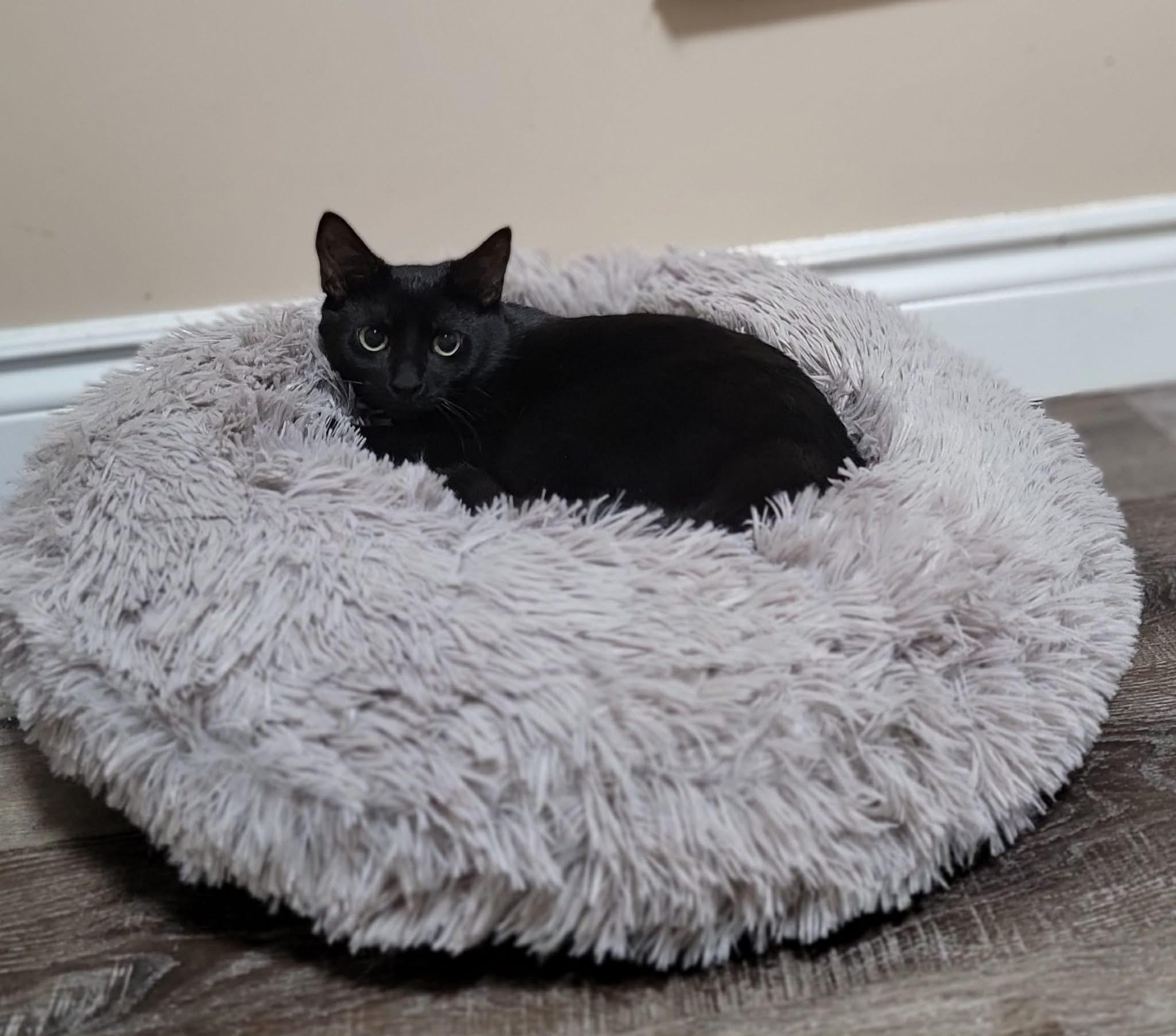 BAY, ADOPTABLE, Young Female Domestic Short Hair.