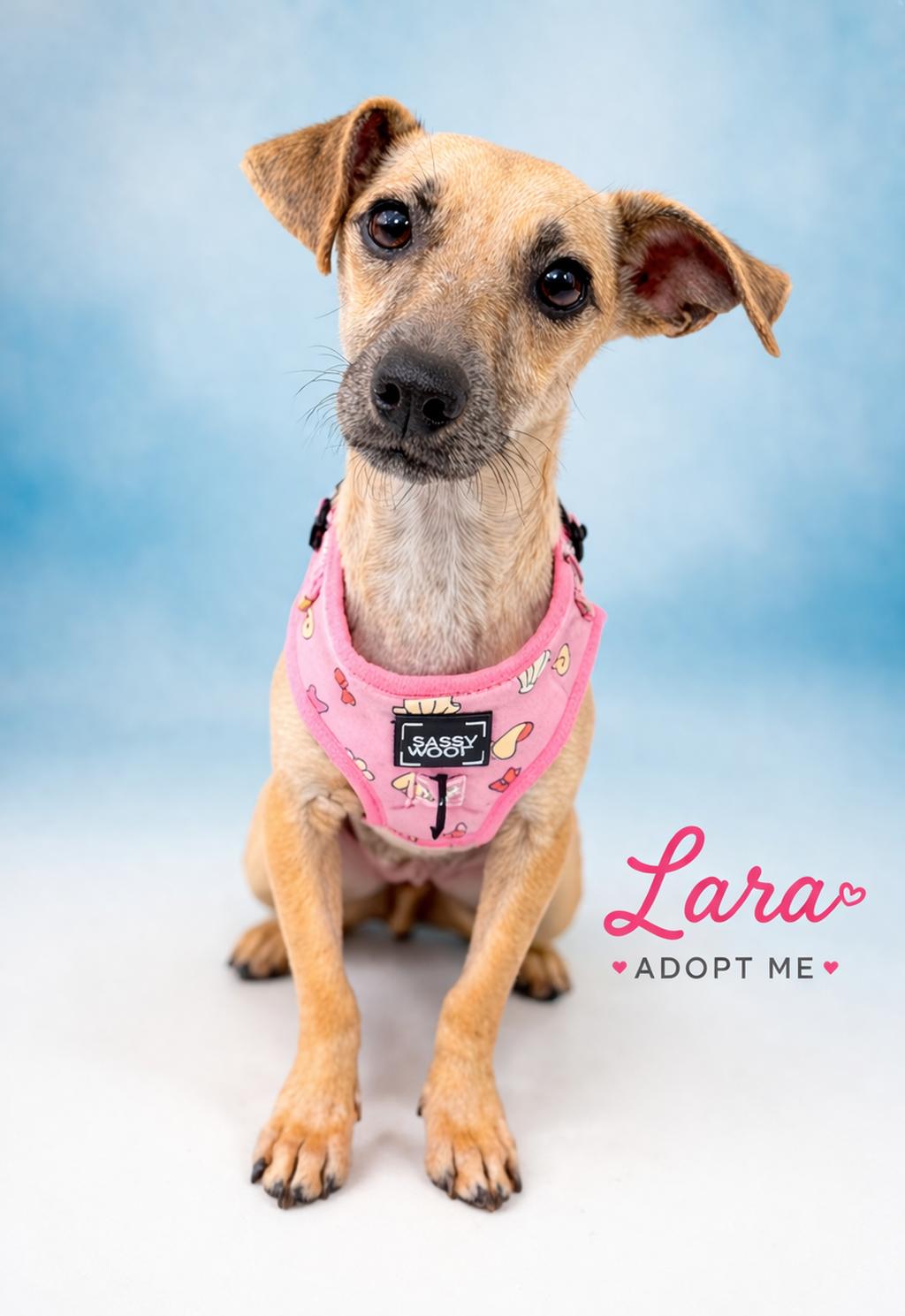 Enlarge Lara, a Adoptable mixed breed in Baton Rouge, LA image 5/5