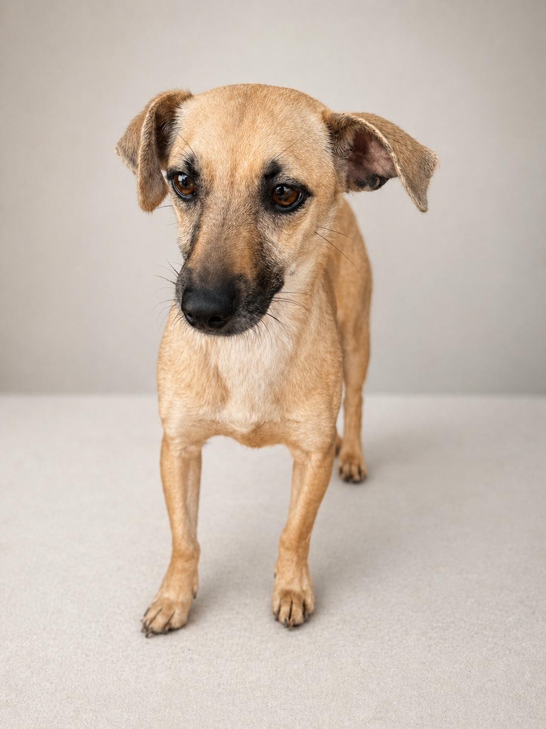 Enlarge Lara, a Adoptable mixed breed in Baton Rouge, LA image 4/5