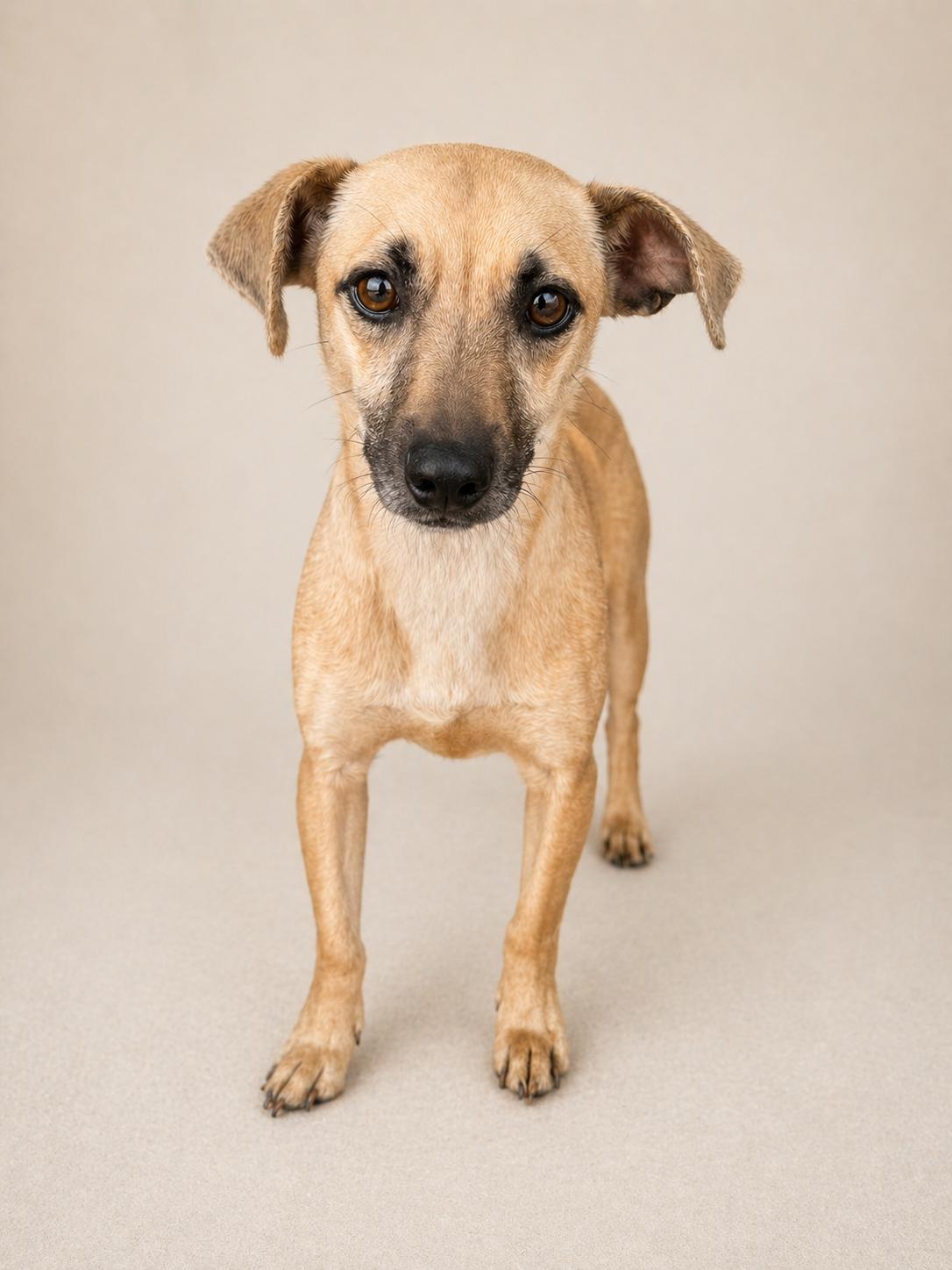 Enlarge Lara, a Adoptable mixed breed in Baton Rouge, LA image 1/5