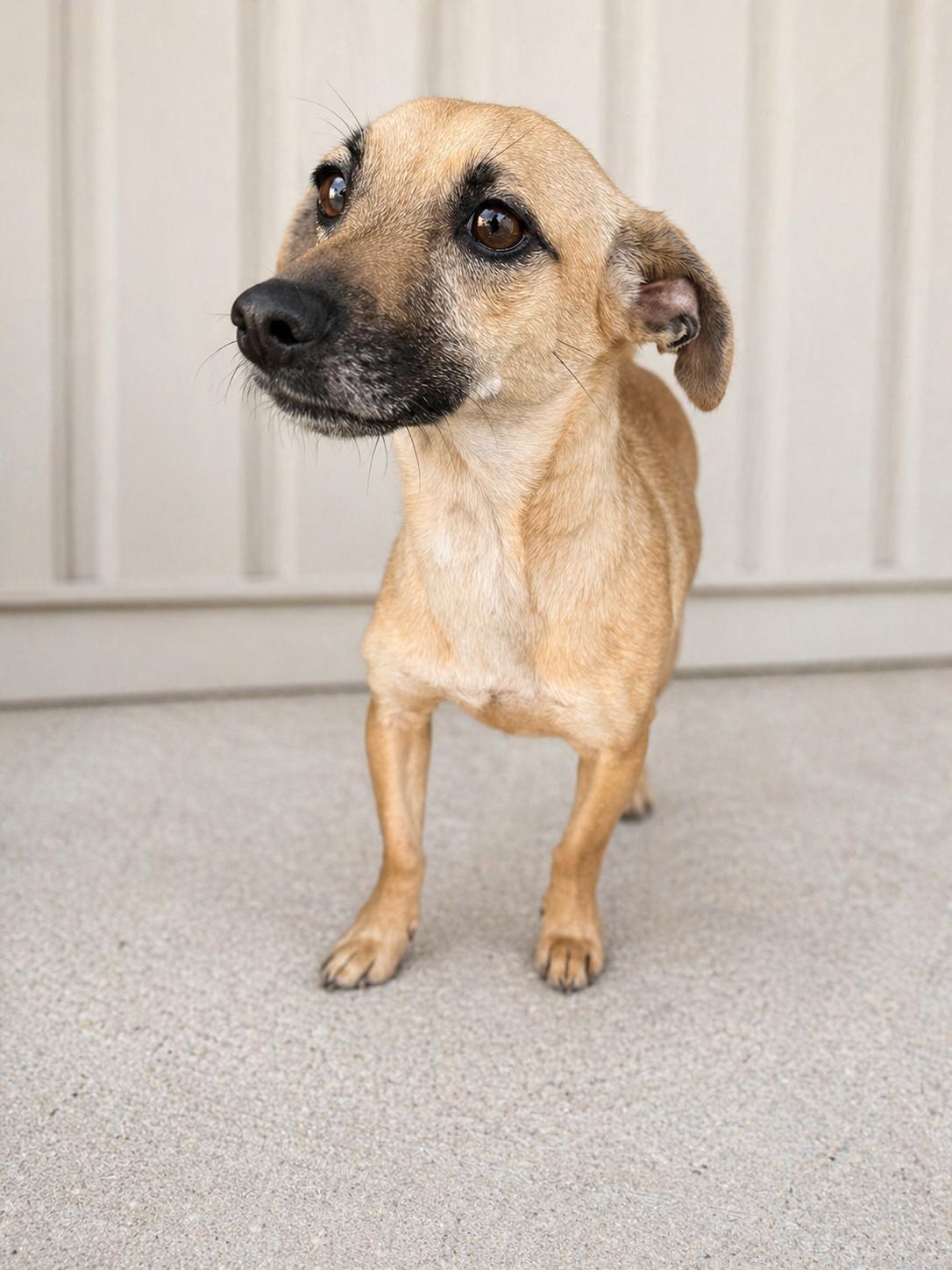 Enlarge Lara, a Adoptable mixed breed in Baton Rouge, LA image 3/5
