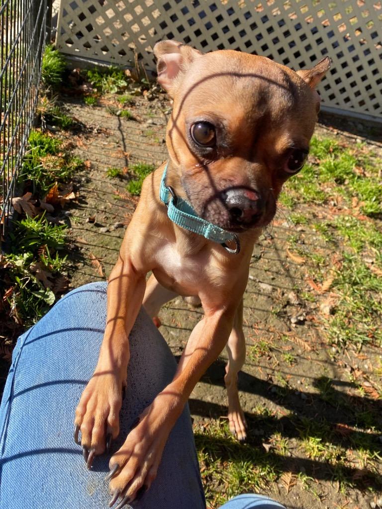 Enlarge Morty, a Adoptable mixed breed in Fall River, MA image 1/6