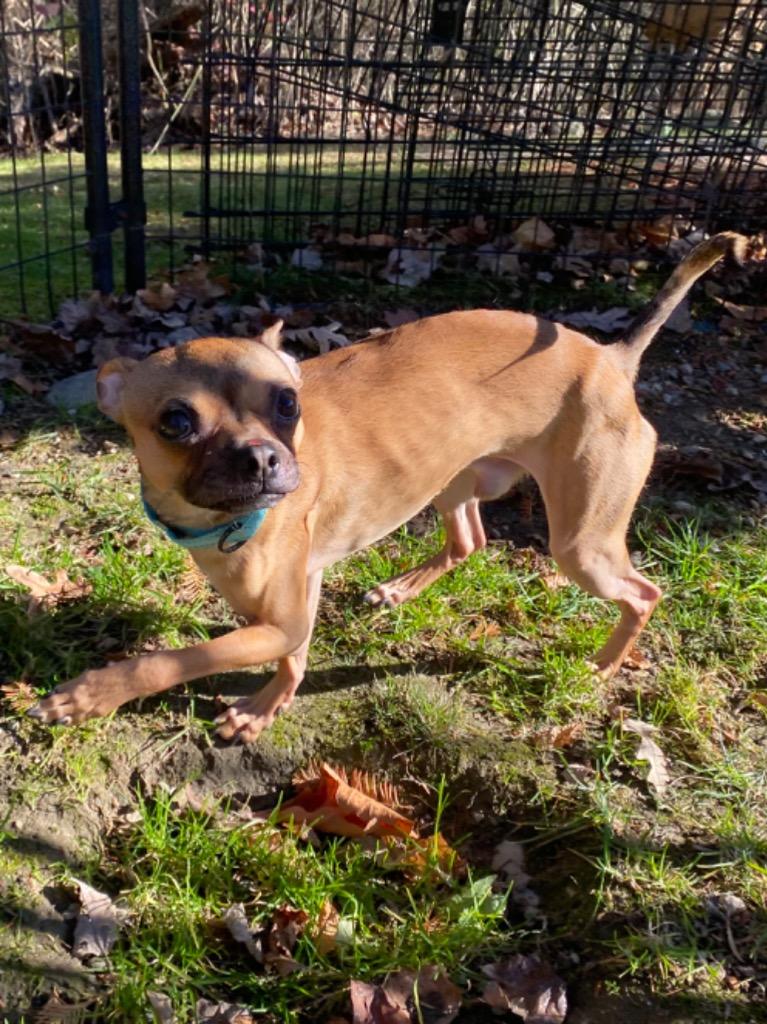 Enlarge Morty, a Adoptable mixed breed in Fall River, MA image 2/6