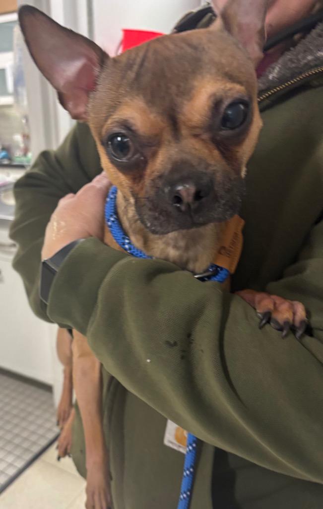 Enlarge Morty, a Adoptable mixed breed in Fall River, MA image 3/6