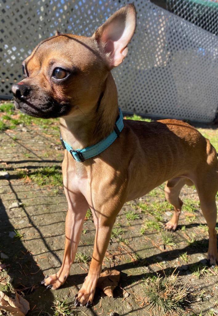 Enlarge Morty, a Adoptable mixed breed in Fall River, MA image 4/6