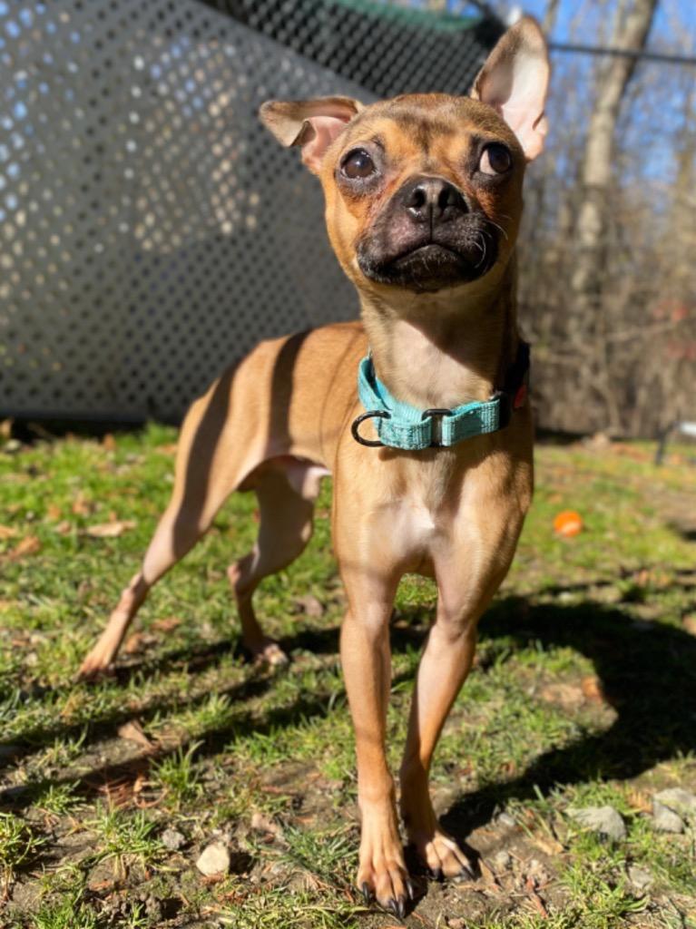 Enlarge Morty, a Adoptable mixed breed in Fall River, MA image 5/6