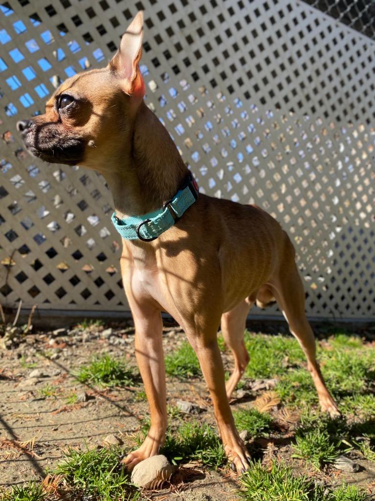 Enlarge Morty, a Adoptable mixed breed in Fall River, MA image 6/6