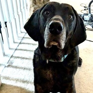 Enlarge Watson, an adopted mixed breed in Irmo, SC image 3/3