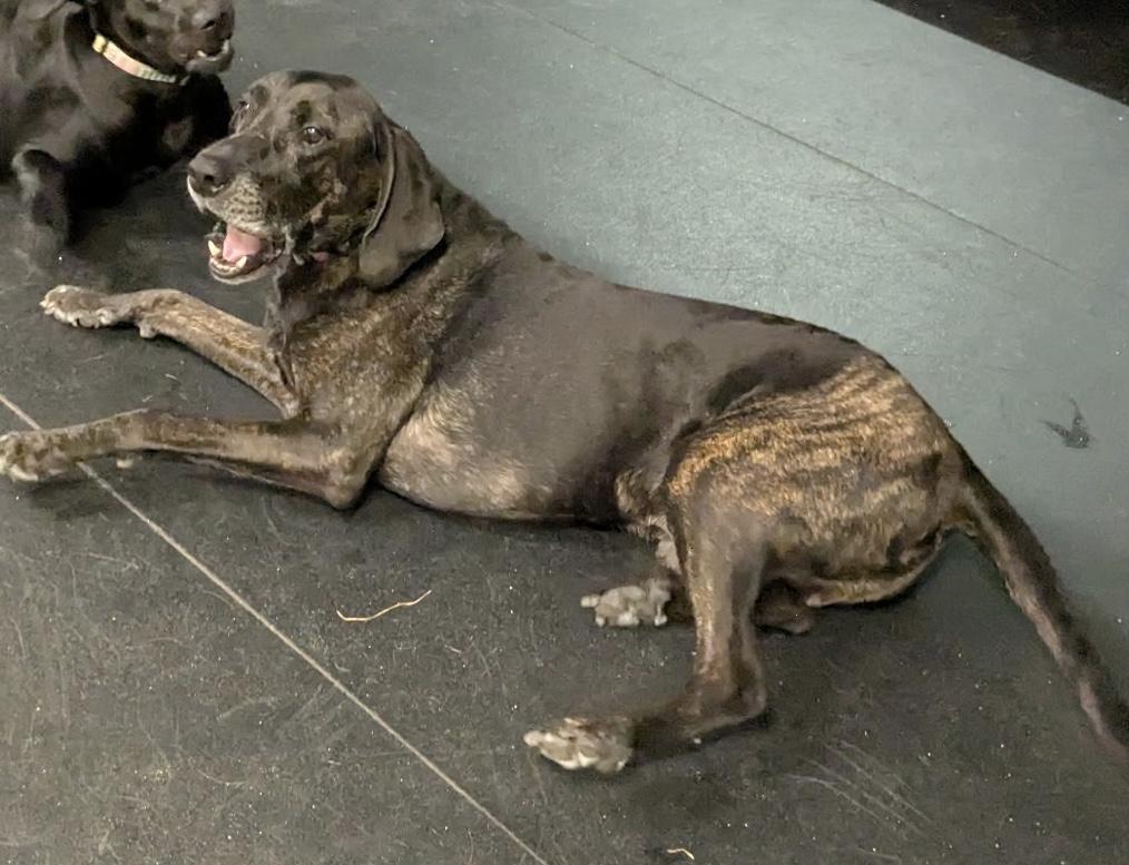 Enlarge Watson, an adopted mixed breed in Irmo, SC image 2/3