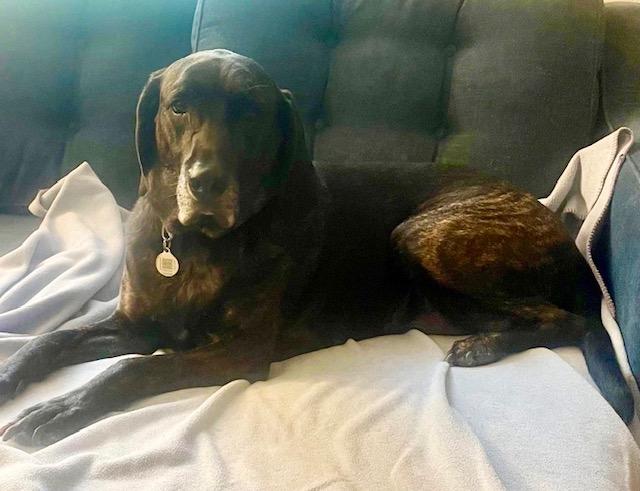 Watson, adopted, Adult Male Hound.
