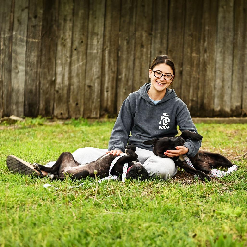 Enlarge Iris, a Adoptable mixed breed in Wichita, KS image 1/6