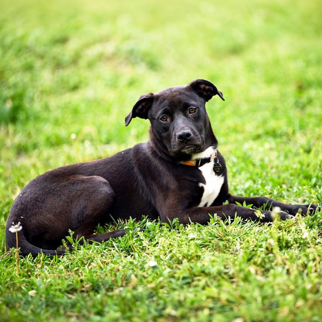 Enlarge Iris, a Adoptable mixed breed in Wichita, KS image 2/6