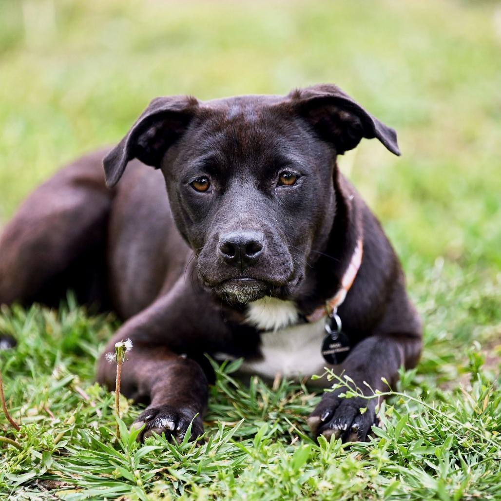 Enlarge Iris, a Adoptable mixed breed in Wichita, KS image 3/6