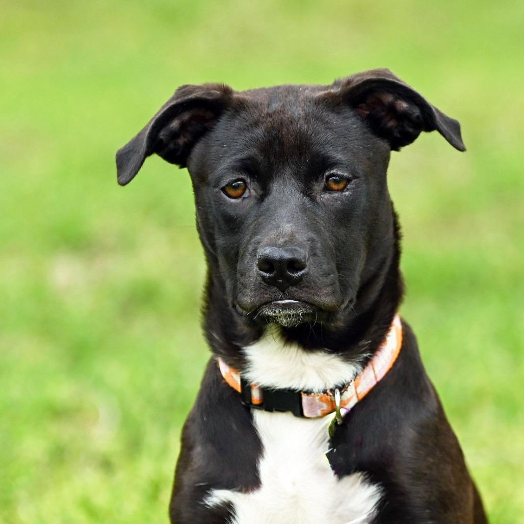 Enlarge Iris, a Adoptable mixed breed in Wichita, KS image 4/6