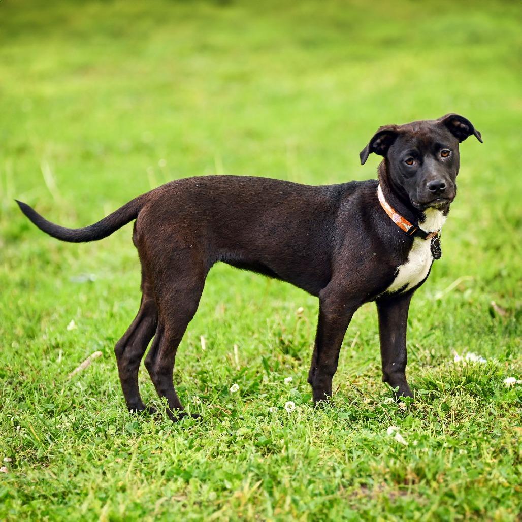 Enlarge Iris, a Adoptable mixed breed in Wichita, KS image 5/6