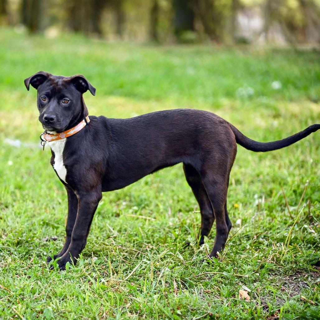 Enlarge Iris, a Adoptable mixed breed in Wichita, KS image 6/6