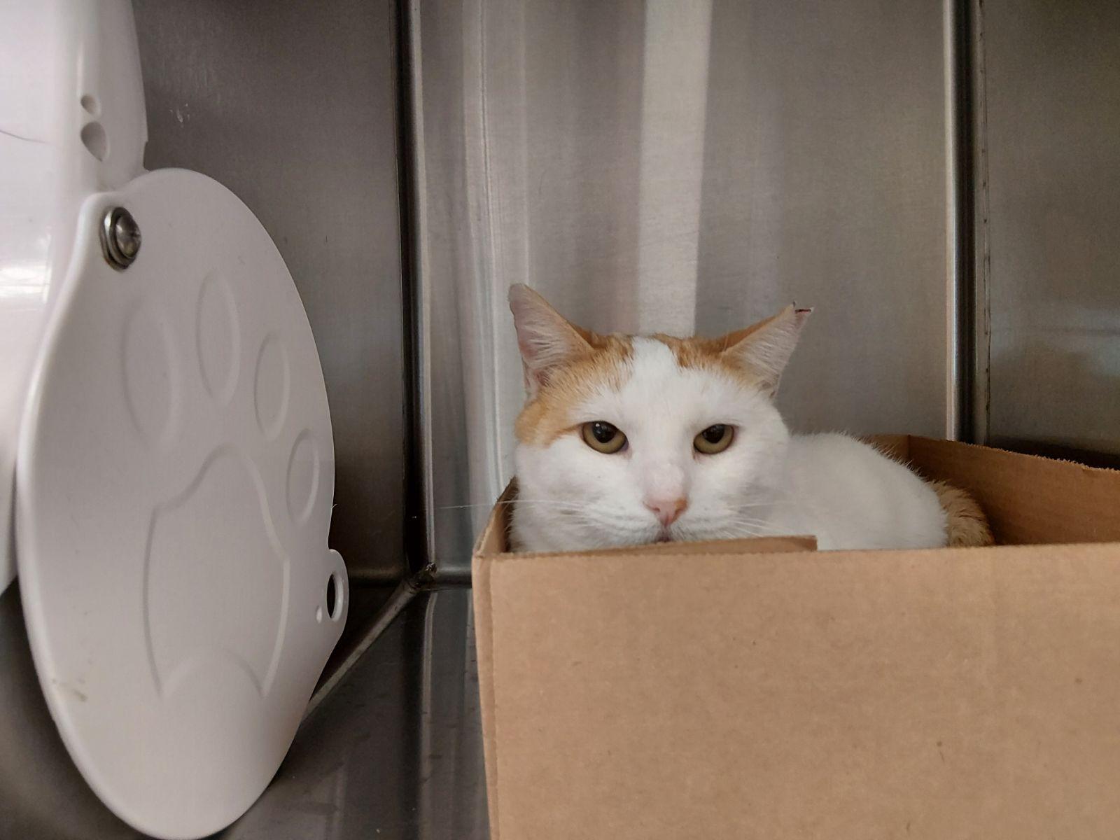 Enlarge Pumpkin Pie, an adopted Domestic Short Hair in Liberty, MO image 1/1