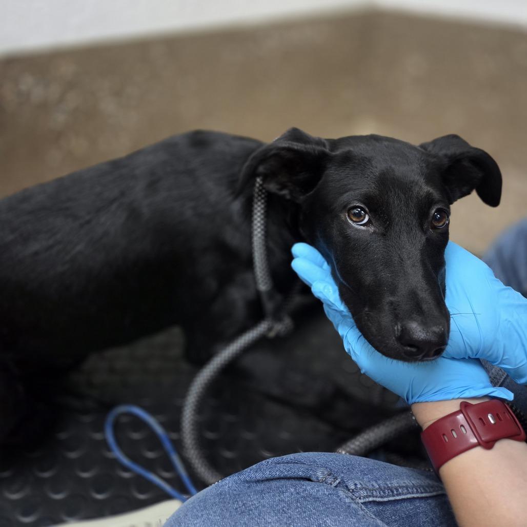 Absolem, Adoptable, Puppy Female Black Labrador Retriever & Doberman Pinscher.
