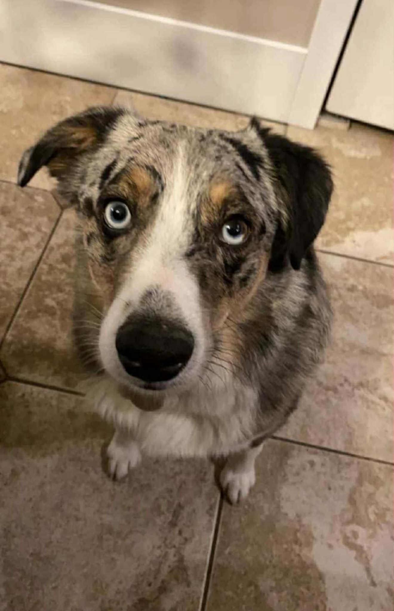 Enlarge Harley, a Adoptable mixed breed in Cedar City, UT image 1/1