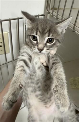 Enlarge LUCY, a Adoptable Domestic Short Hair in Hayward, CA image 1/1