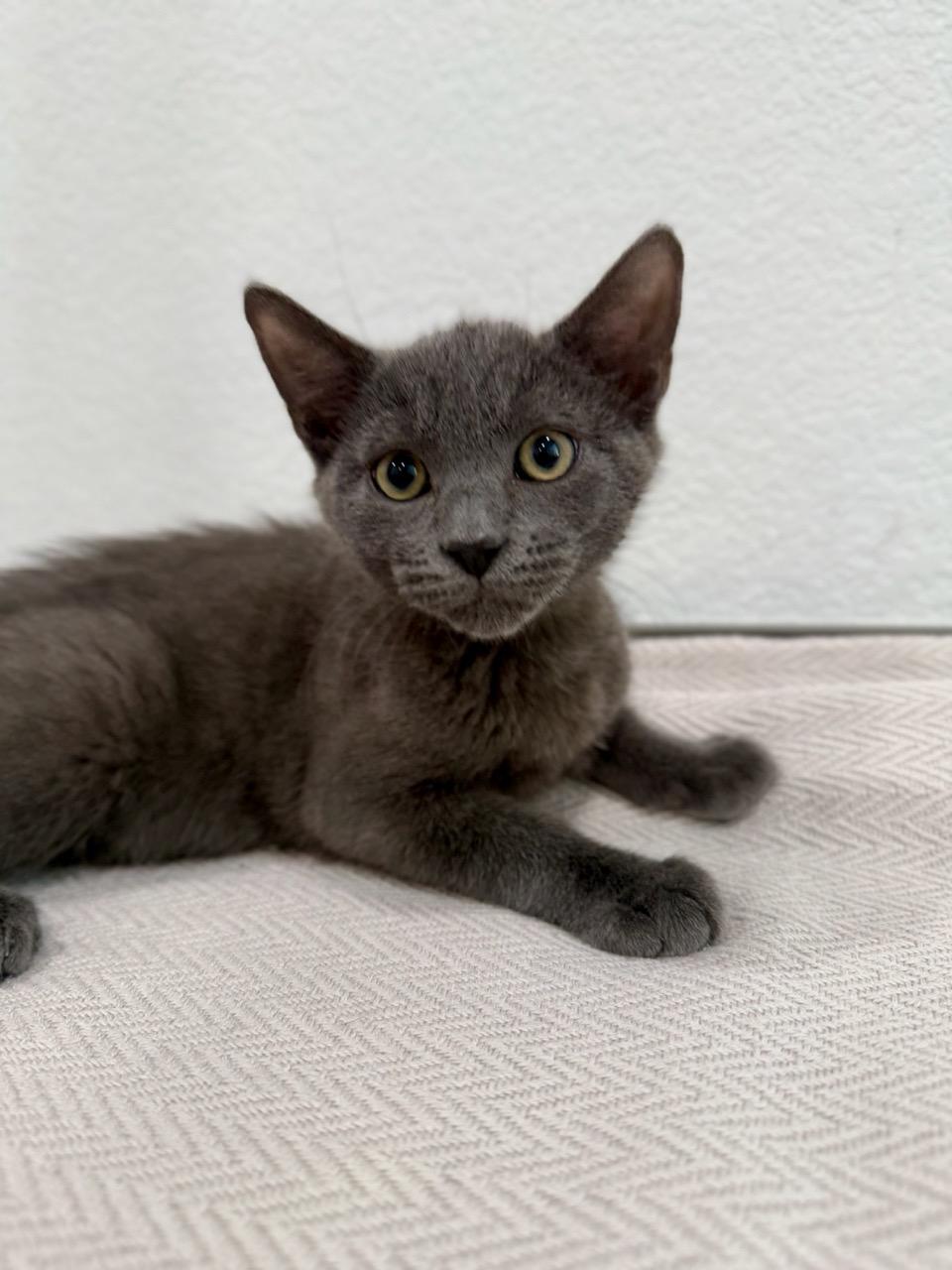 Enlarge Newton, an adopted Domestic Short Hair in Las Vegas, NV image 2/3
