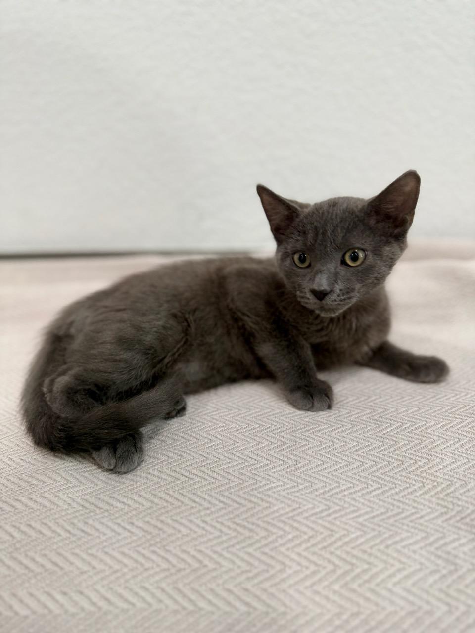 Enlarge Newton, an adopted Domestic Short Hair in Las Vegas, NV image 3/3