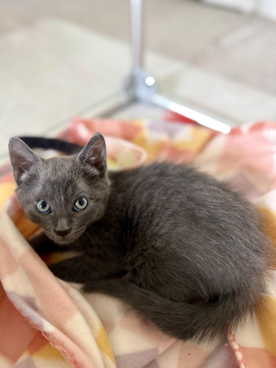 Enlarge Newton, an adopted Domestic Short Hair in Las Vegas, NV image 1/3