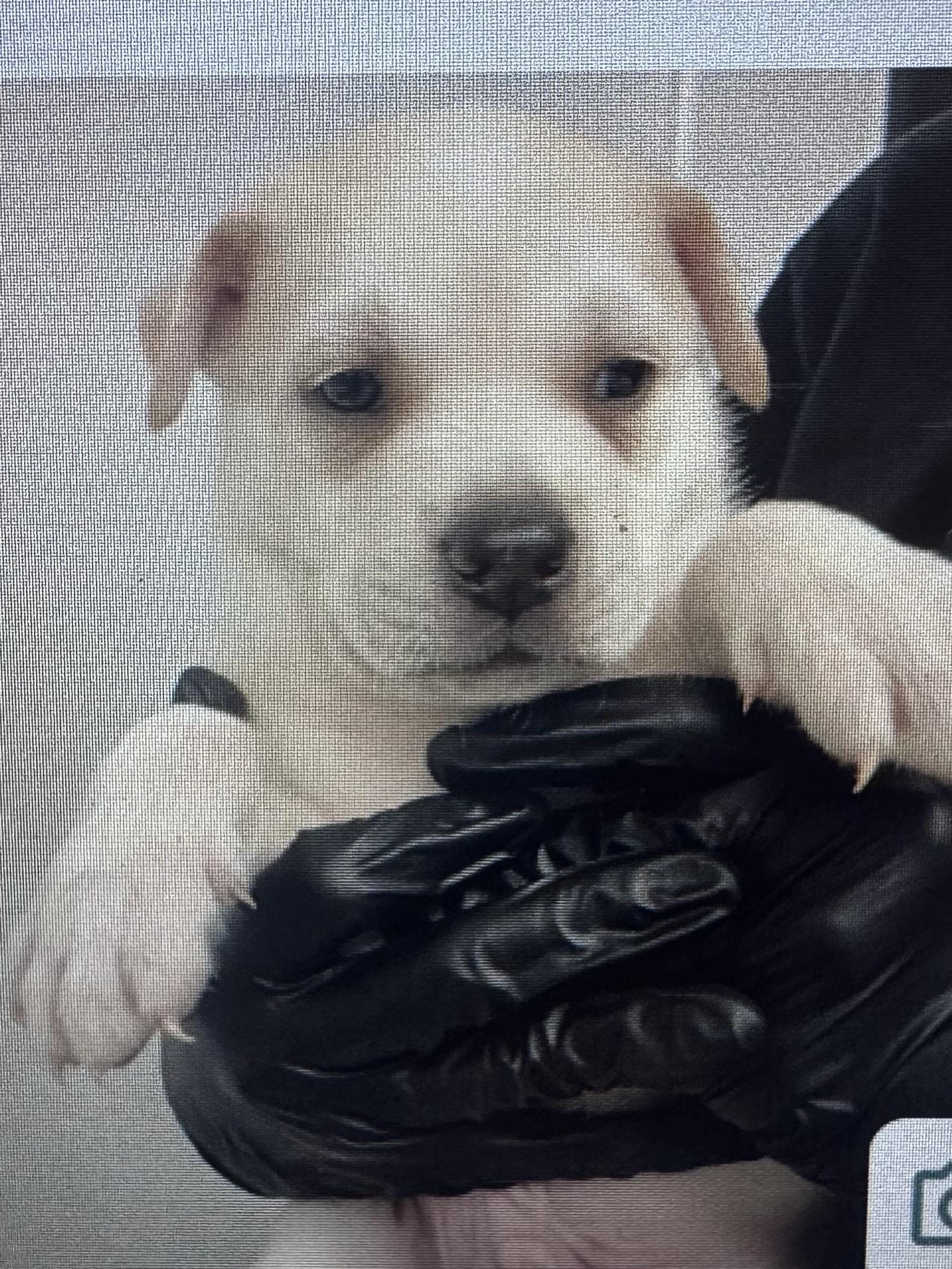 Enlarge Oatmeal, a ADOPTABLE Retriever in Copiague, NY image 1/2