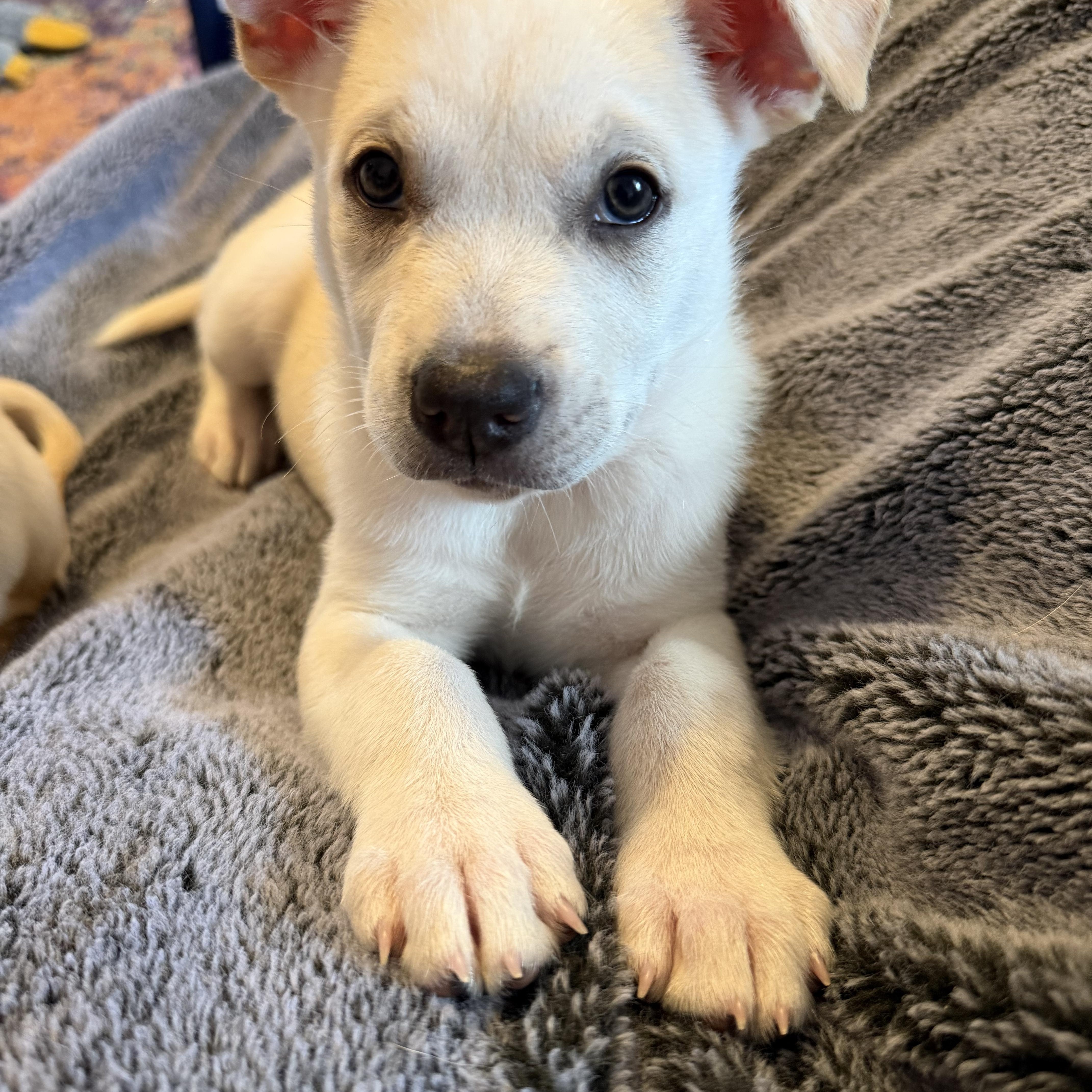Enlarge Oatmeal, a ADOPTABLE Retriever in Copiague, NY image 2/2