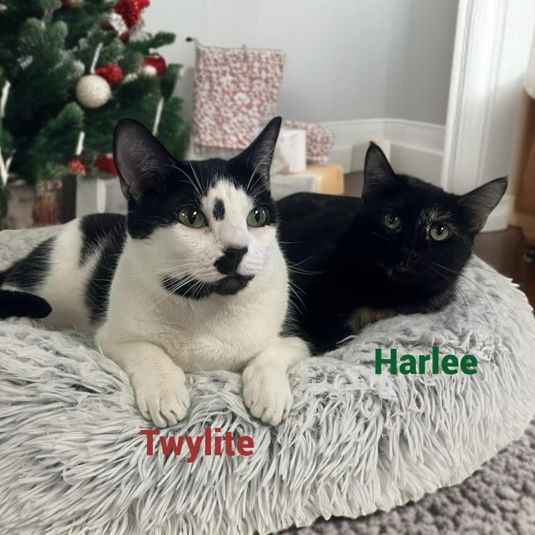 Harlee — A Playful thumbnail 2