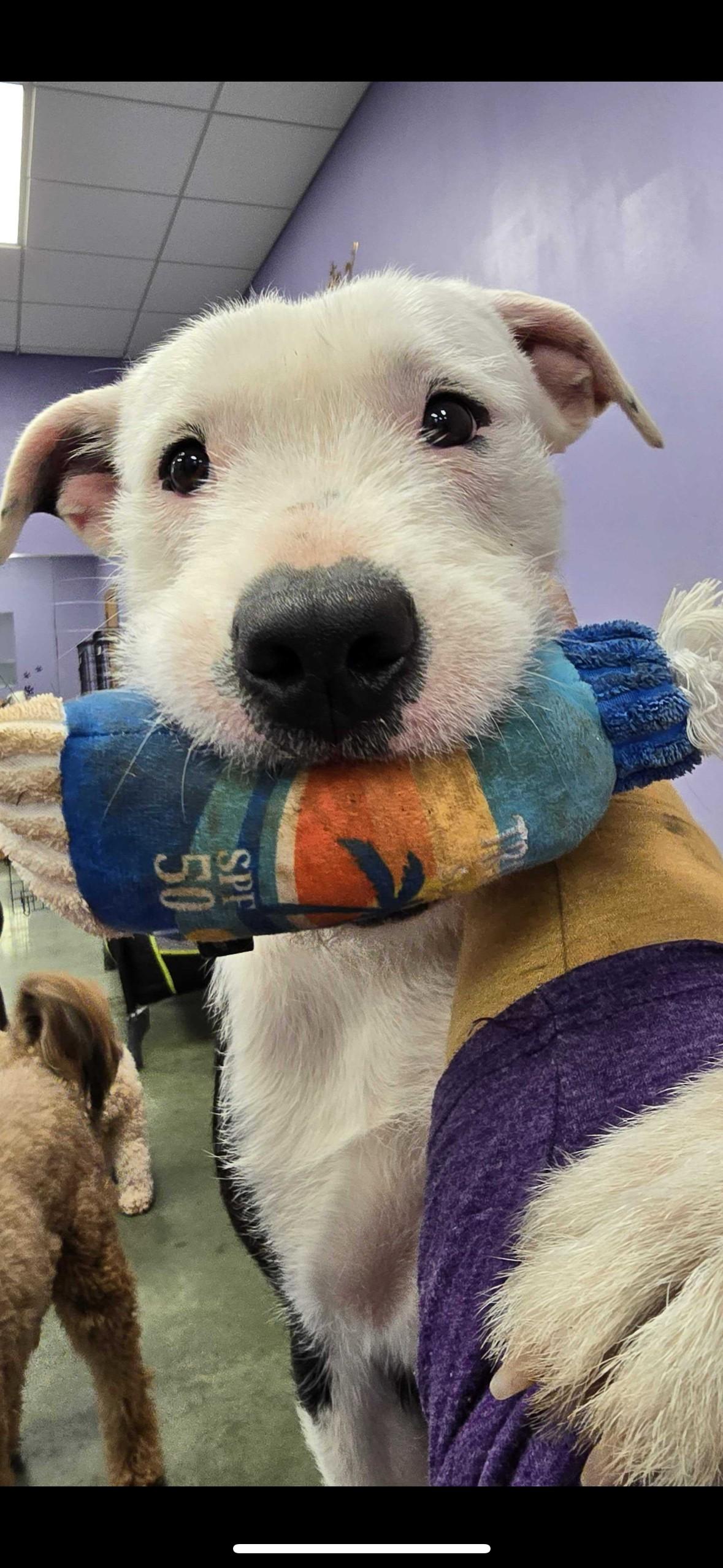 Scruffy, a Adopted mixed breed in Pantego, TX image 2/6