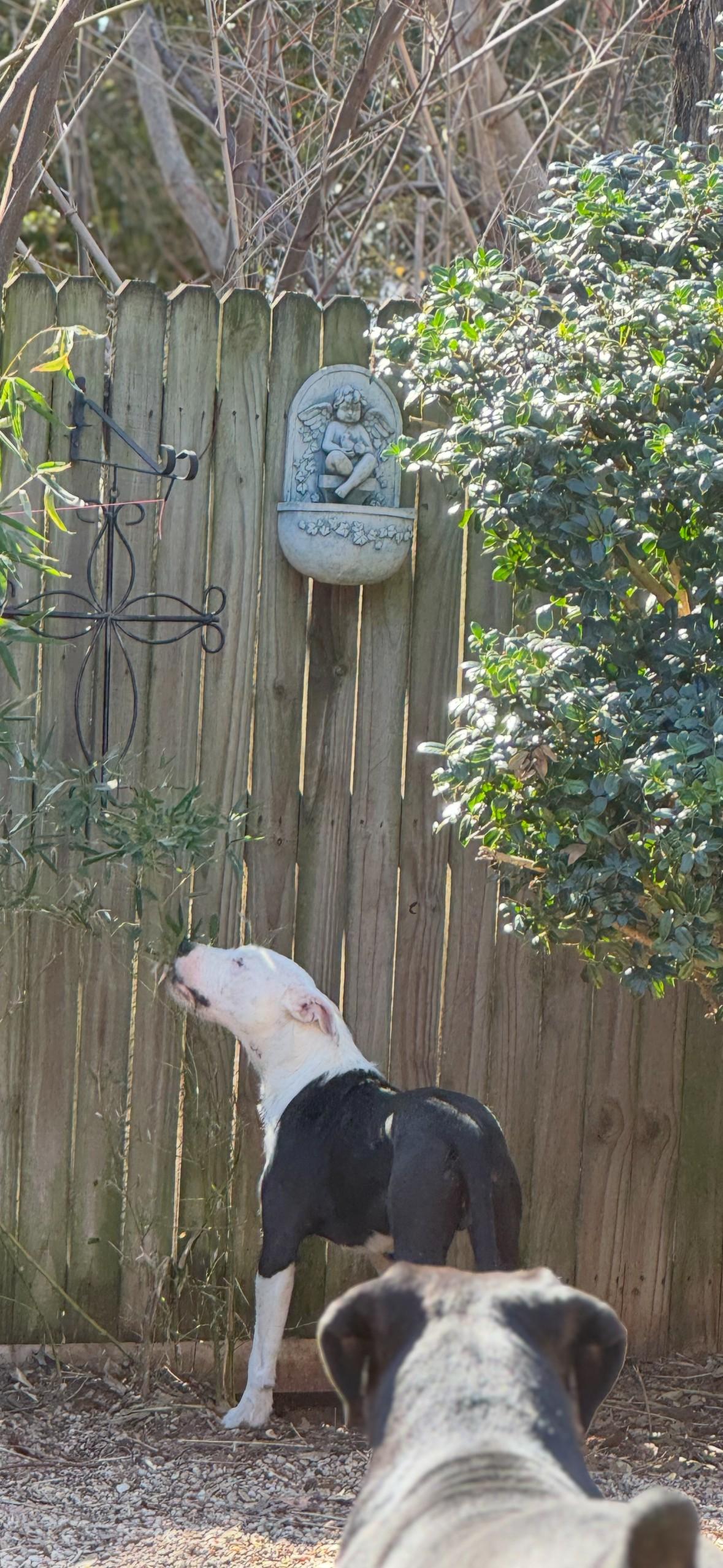 Scruffy, a Adopted mixed breed in Pantego, TX image 5/6