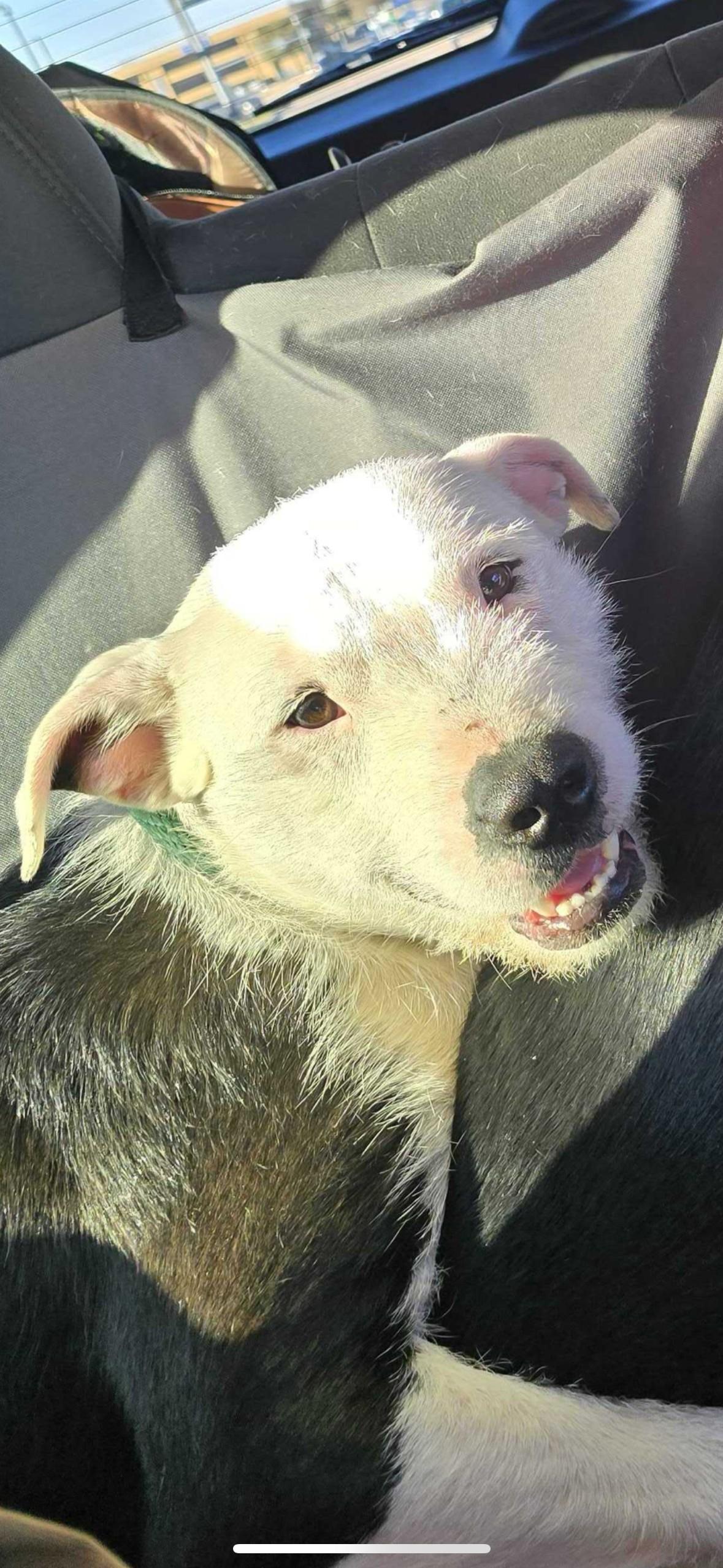 Scruffy, a Adopted mixed breed in Pantego, TX image 3/6