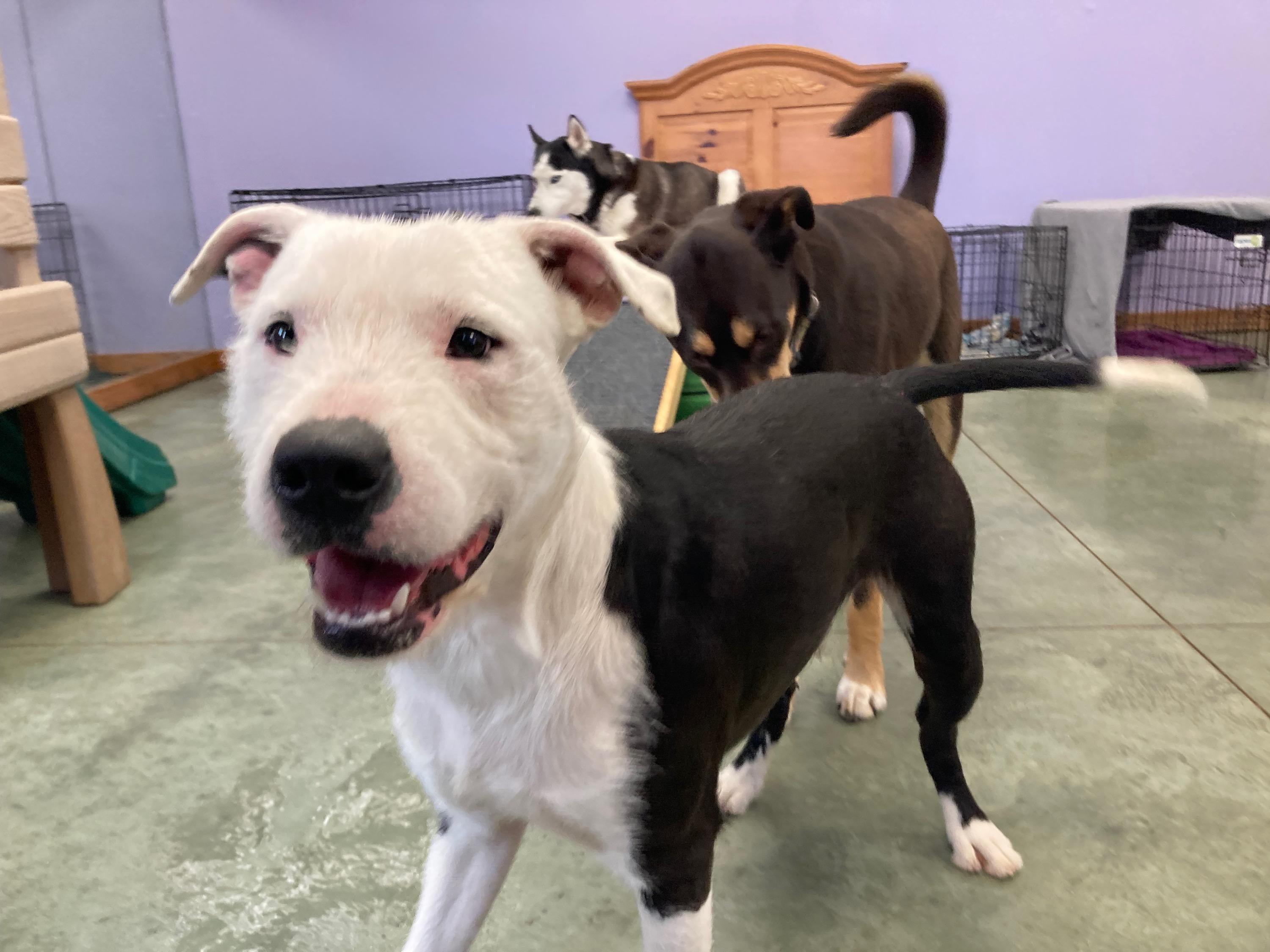 Scruffy, Adopted, Young Male Airedale Terrier & Pit Bull Terrier.