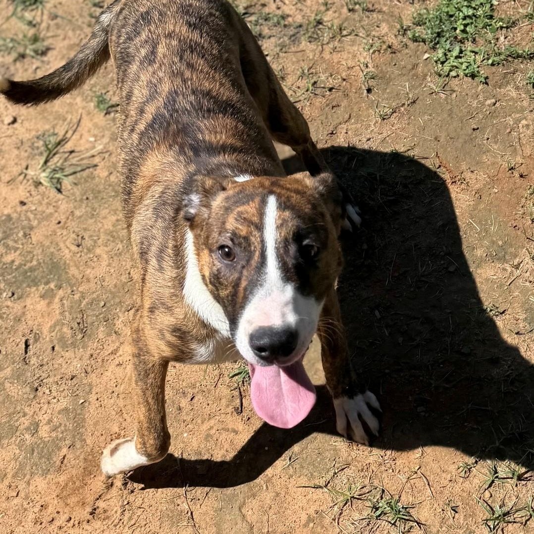 Poppy, ADOPTABLE, Young Female Labrador Retriever.