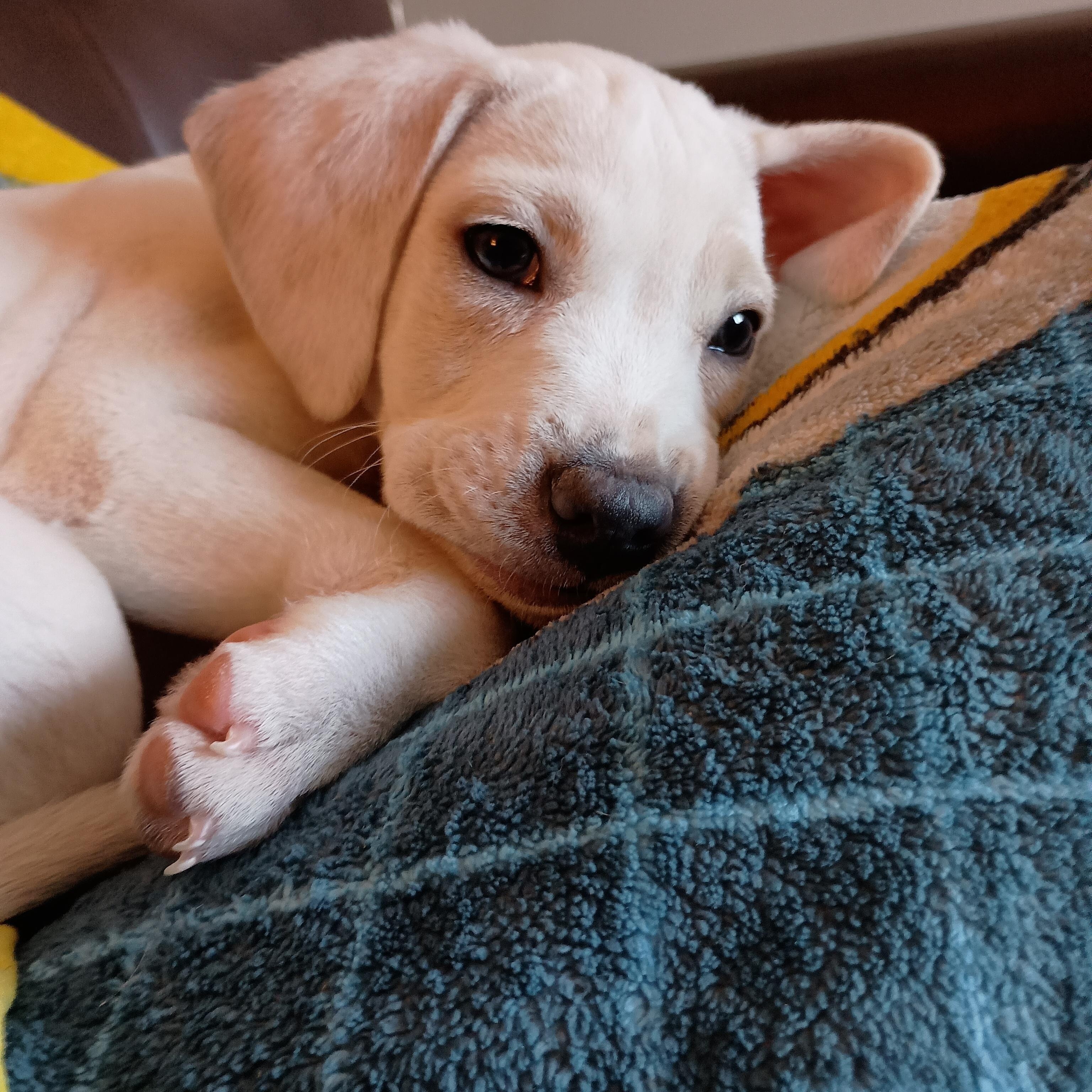 Reuben, a Adoptable mixed breed in Minneapolis, MN image 1/6