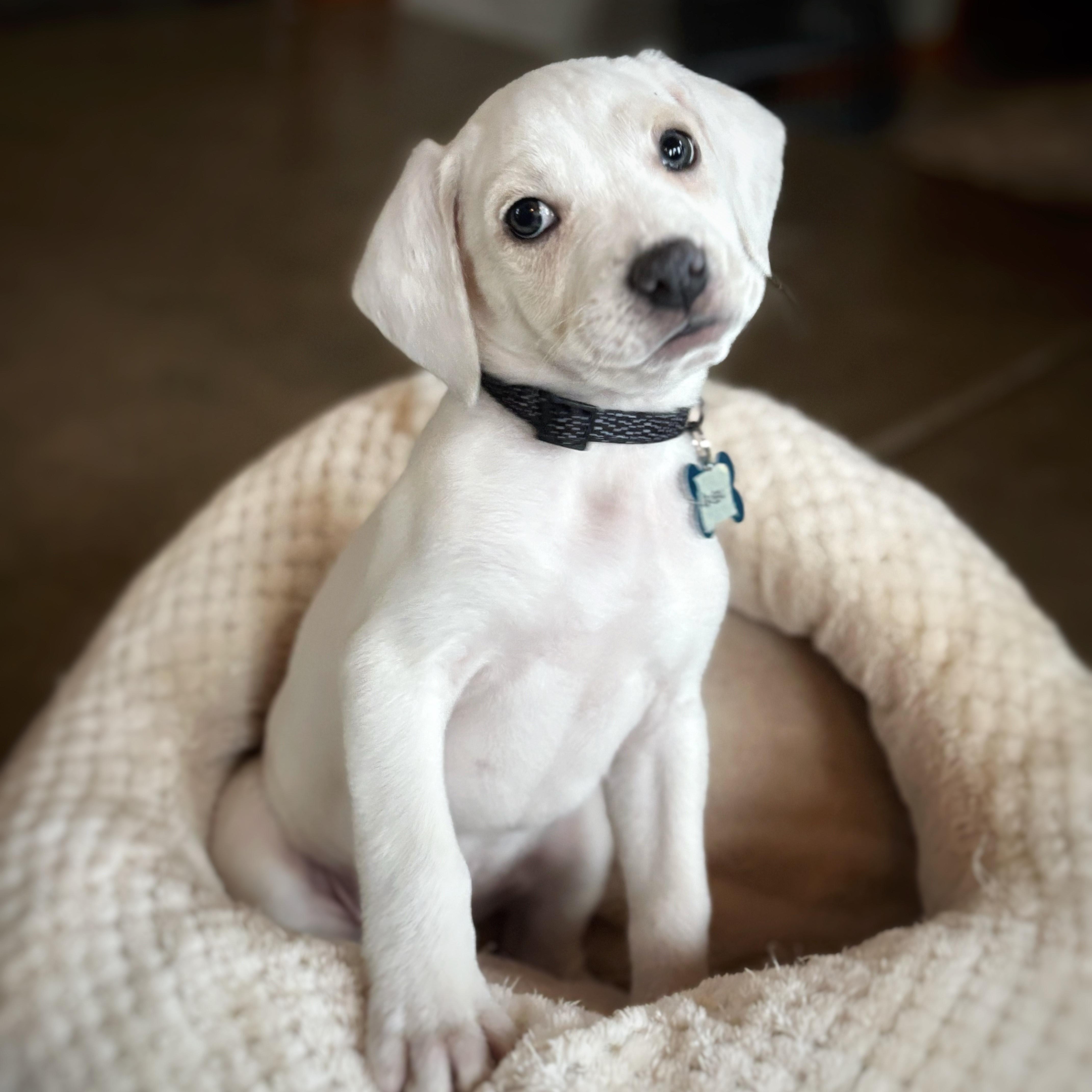 Reuben, a Adoptable mixed breed in Minneapolis, MN image 2/6