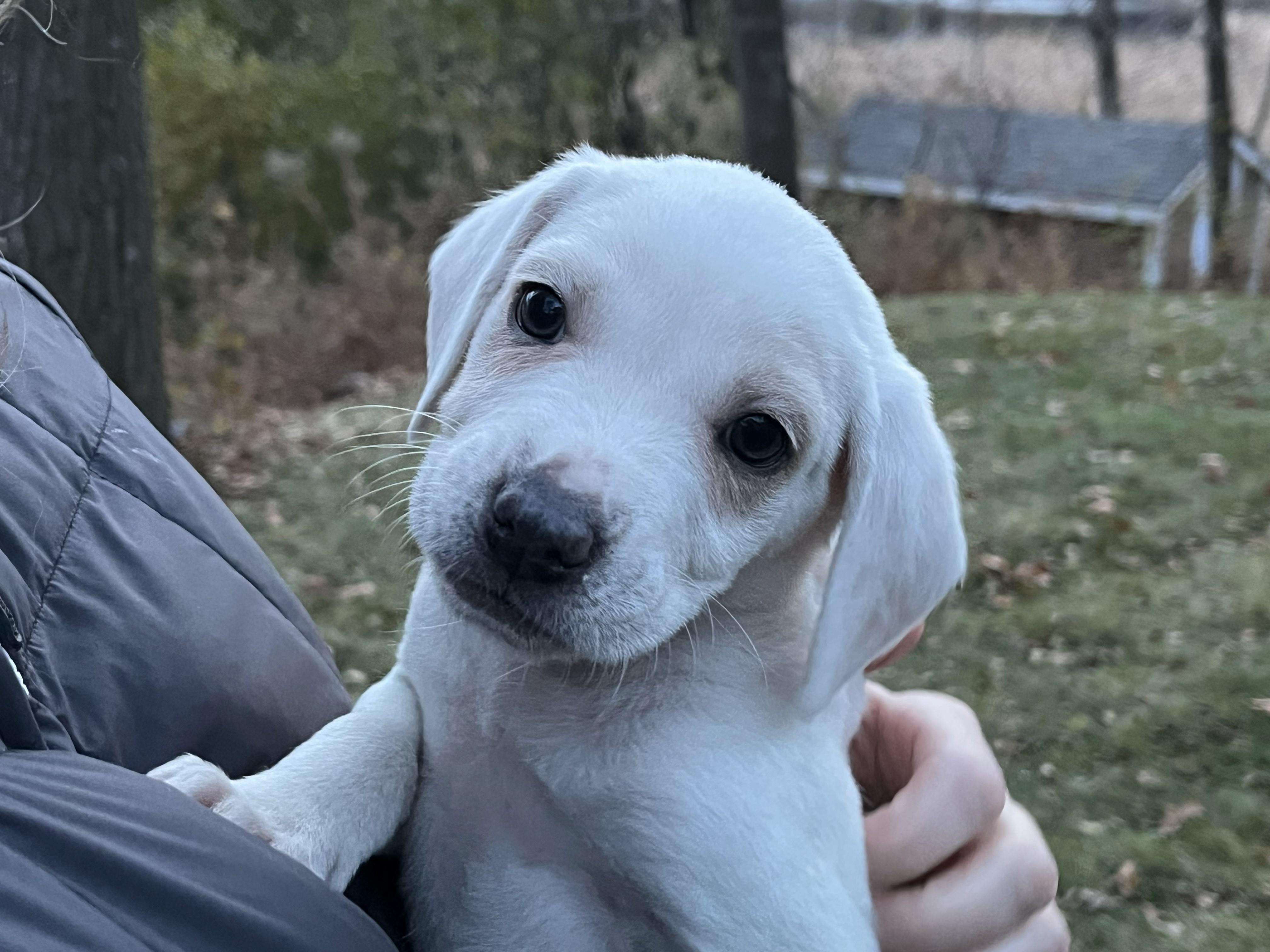 Reuben, a Adoptable mixed breed in Minneapolis, MN image 6/6