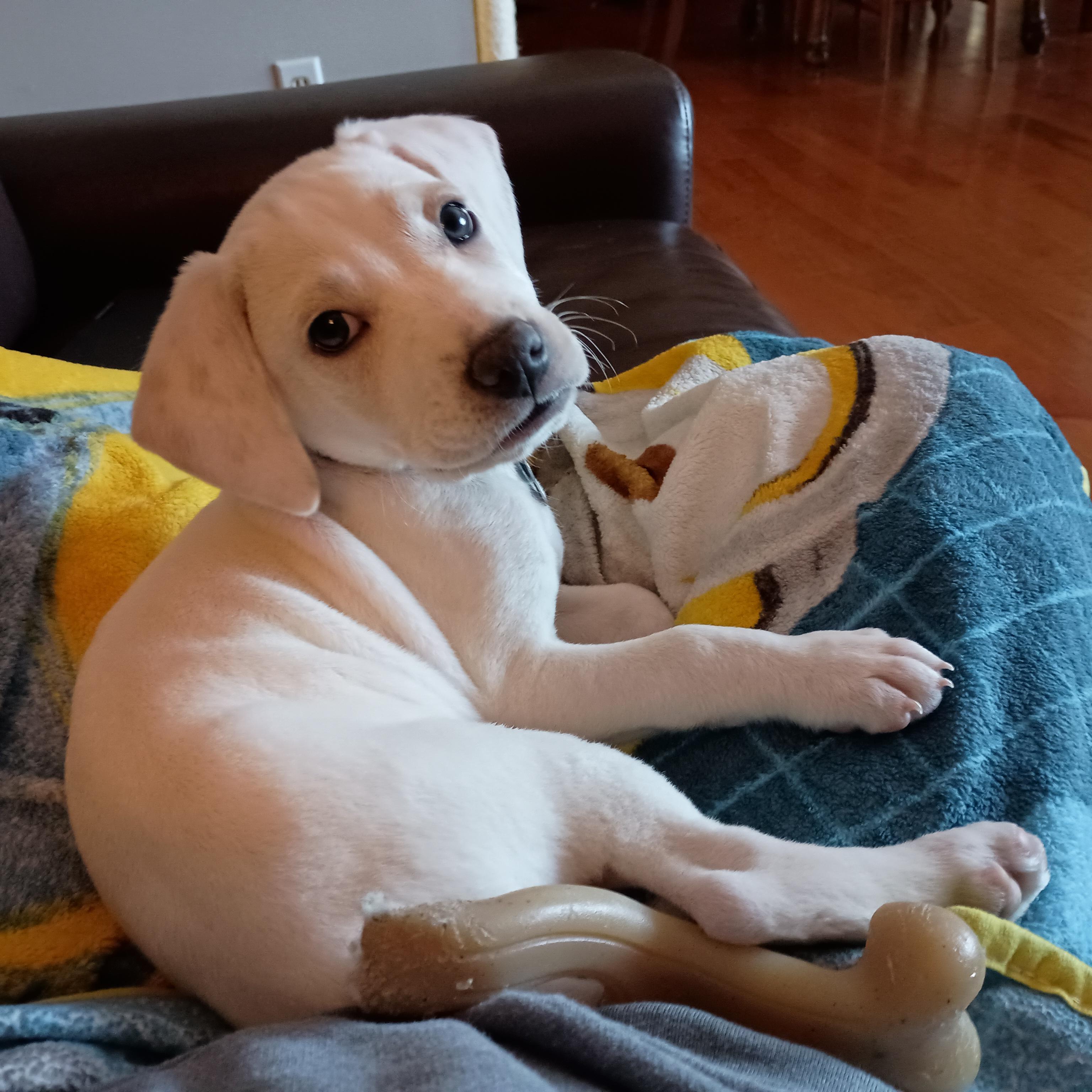 Reuben, a Adoptable mixed breed in Minneapolis, MN image 3/6