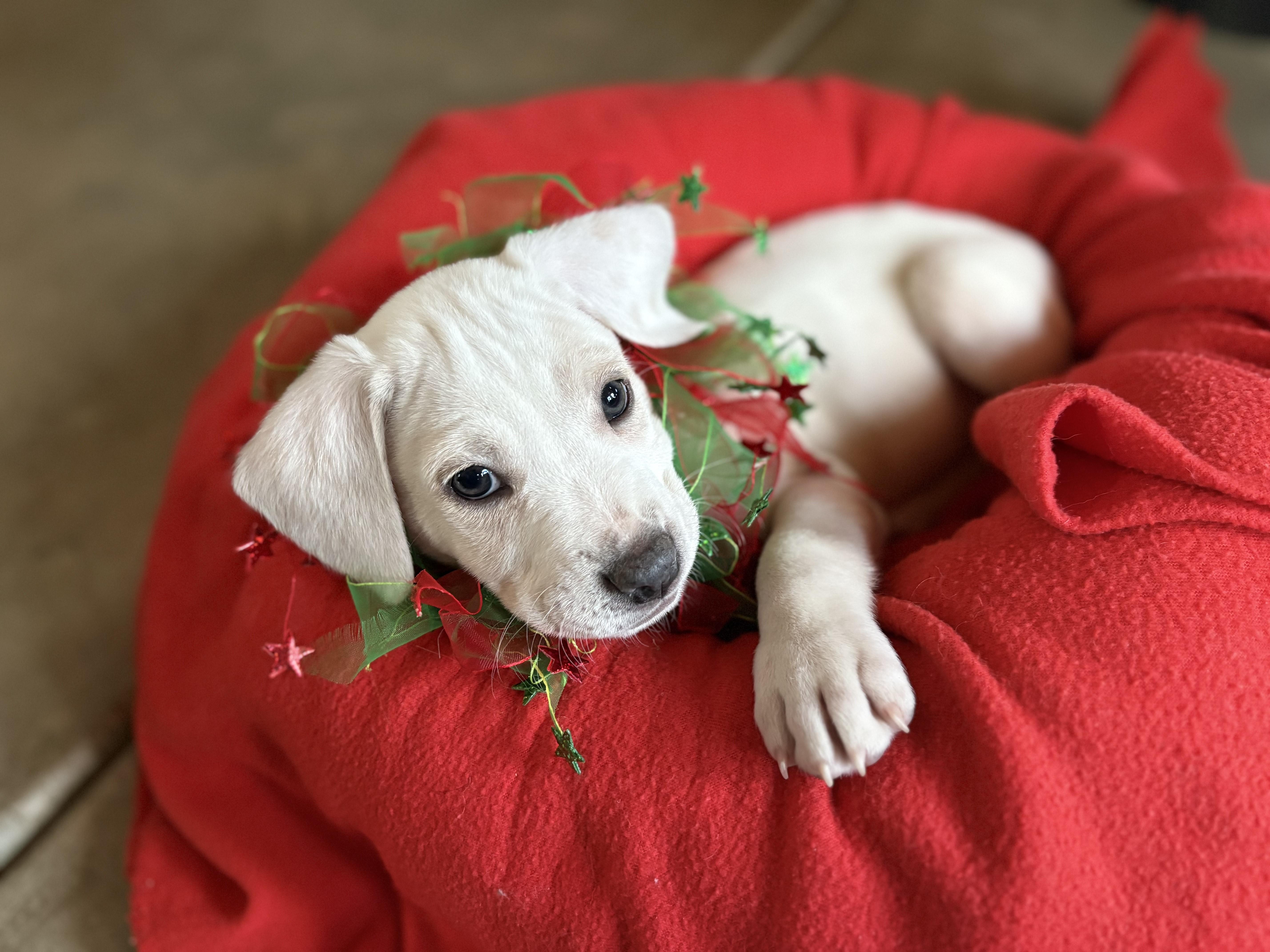 Reuben, a Adoptable mixed breed in Minneapolis, MN image 5/6