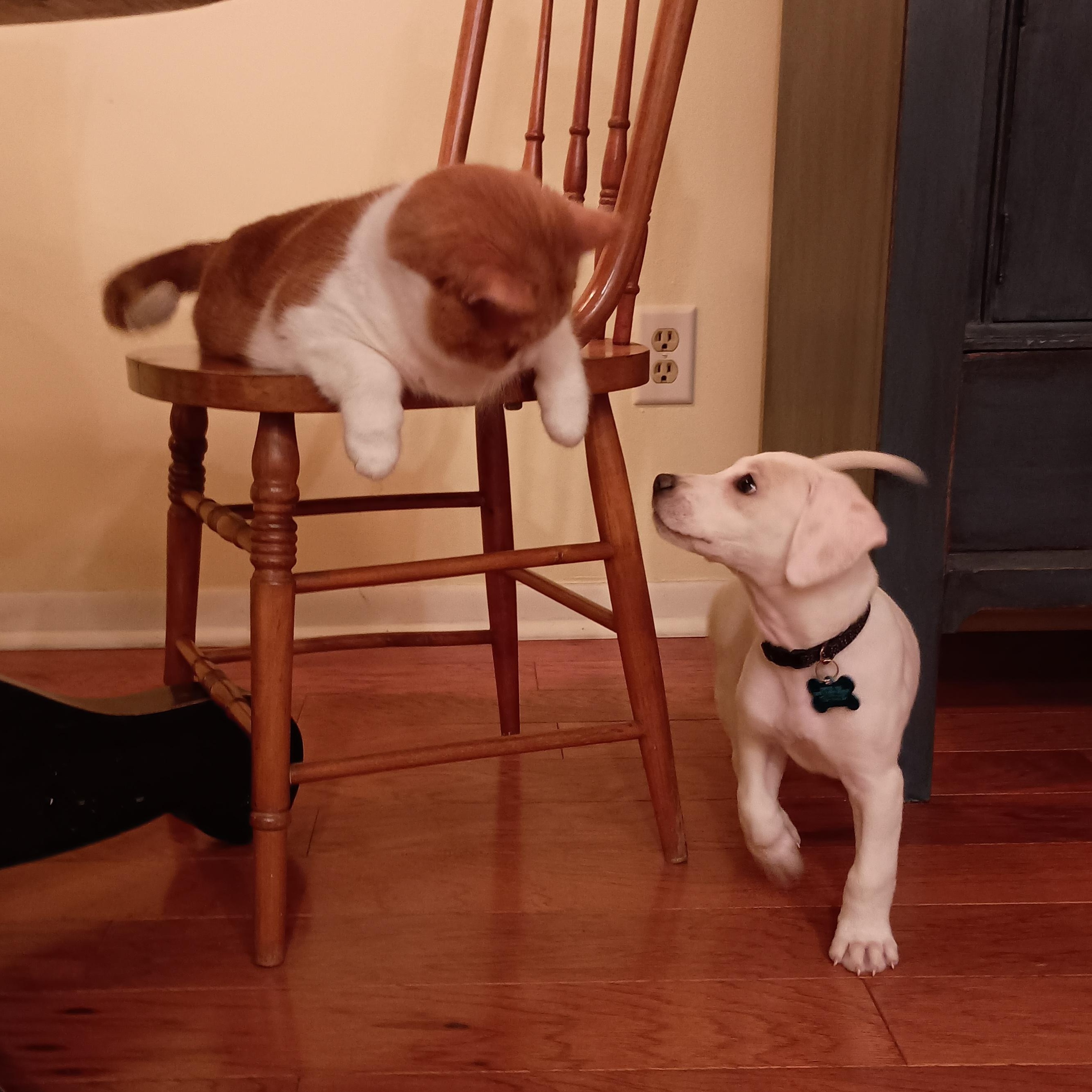 Reuben, a Adoptable mixed breed in Minneapolis, MN image 4/6